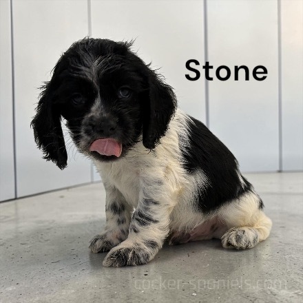 puppy, for, sale, Cocker Spaniel, Joe & Cherri  Overlease, dog, breeder, Miller, MO, dog-breeder, puppy-for-sale, forsale, nearby, find, puppyfind, locator, puppylocator, aca